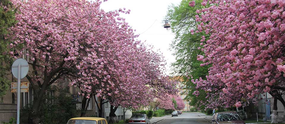 Japanische Kirschblüten im Stadtzentrum